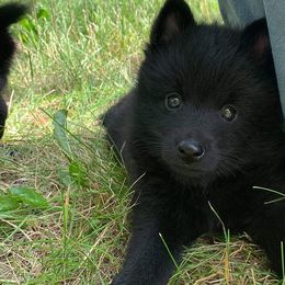 Schipperkes from Cinda Waller's Schipperkes