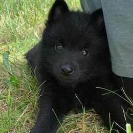 Schipperkes from Cinda Waller's Schipperkes