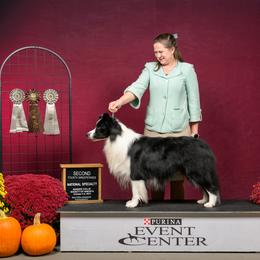 Finch - Border Collie
