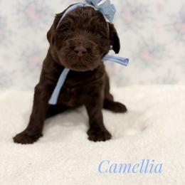 Camellia - Chocolate female Goldendoodle puppy in Dallas County, Texas from Dream A Little Doodle