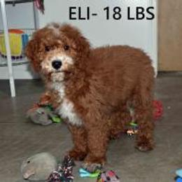 ELI - Red  male Goldendoodle puppy in Jasper, Indiana from Hilltop Pups By Abby, LLC