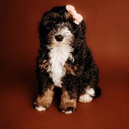 Vermont - Phantom female Bernedoodle puppy in Grants Pass, Oregon from Royal Empire Bernedoodles