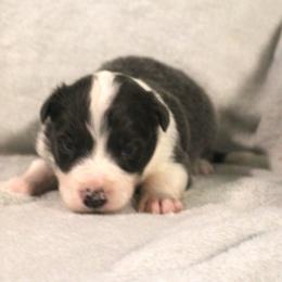 Optimus - Blue male Border Collie puppy in Crawfordsville, Indiana from Rescued Dreams Border Collies