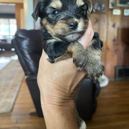 Yorkshire Terrier Puppies from Shay Yorkies