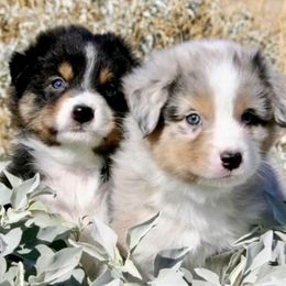Australian Shepherd Puppies from Bright Eyes Aussies