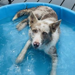 Latch - Border Collie