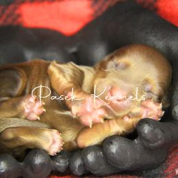 Dachshund Puppies from Pasek Kennels