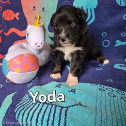 Yoda - Black tri-color male Australian Shepherd puppy in Smithfield, Utah from Invictus Farms