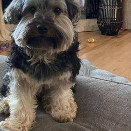 Bennie - Yorkshire Terrier