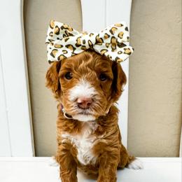 Ember - Red  female Goldendoodle puppy in Peoria, Arizona from Cactus Doods