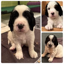 English Springer Spaniel Puppies from Wyoming Springer Spaniels