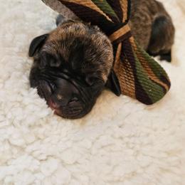 Brown collar - Brindle female Great Dane puppy in Warren, Ohio from Loyal-Loves Great Danes