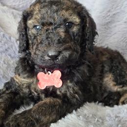 Sable boy - Sable male Poodle puppy in Bauxite, Arkansas from Mountain Ridge Poodles
