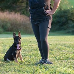 German Shepherd and Golden Retriever Puppies from Dream Dogs