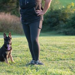 German Shepherd and Golden Retriever Puppies from Dream Dogs