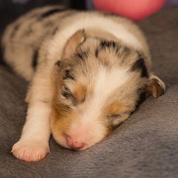 Tomorrow Aussborne - Blue merle female Australian Shepherd puppy in Chaplin, Connecticut from Mystic Moon