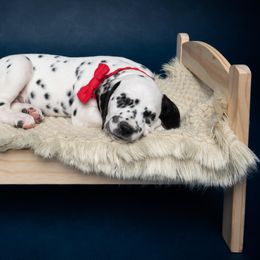 Dalmatian and Doberman Pinscher Puppies from Lorelei Legends