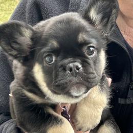 French Bulldog Puppies from Fishie's Frenchies