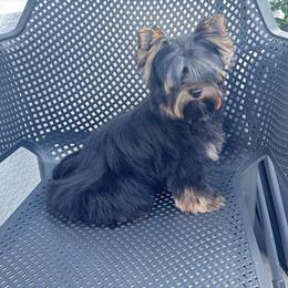 Kiki on the River. CKC - Black and gold male Yorkshire Terrier puppy in Cape Coral, Florida from Katherine’s Yorkies and Poodles