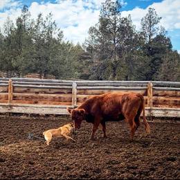 Australian Cattle Dog Puppies from Home Grown Heelers