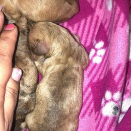 Shirly - Brindle Dachshund puppy in Saint Paul, Minnesota from Vibrant Eyes Doxies