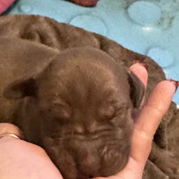 Boy 3 - Chocolate Great Dane puppy in Pennsylvania from Pocono Mountain Great Danes