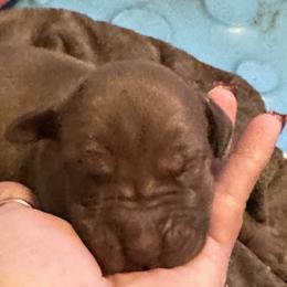 Boy 3 - Chocolate Great Dane puppy in Pennsylvania from Pocono Mountain Great Danes