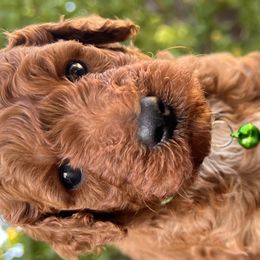 Goldendoodles from Tanya Buk