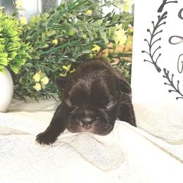 French Bulldog Puppies from Creekside
