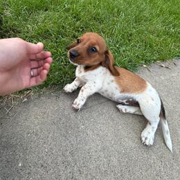 Girl 3 - Piebald female Dachshund puppy in Plato, Missouri from David & Stacey's Dachshunds