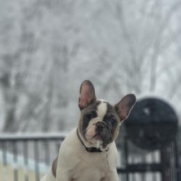 French Bulldog Puppies from Jessicah's Frenchies Howell Michigan