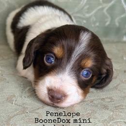 Penelope - Piebald female Dachshund puppy in Lexington, Oklahoma from BooneDox Miniature Dachshunds