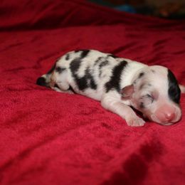 Australian Shepherd Puppies from Anew Australian Shepherds