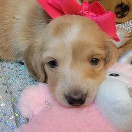 Dachshund Puppies from CLARK'S BREEDING PROGRAM