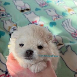 Pomeranian puppies from Candy Shop Poms
