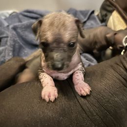 Aisha-Butterfly - Palomino female Xoloitzcuintli puppy in West Jordan, Utah from Majestic Nakids