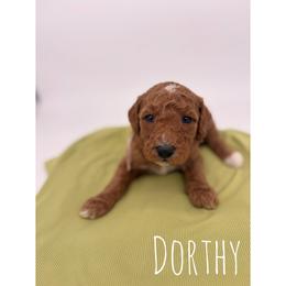 Dorthy - Red  female Goldendoodle puppy in Smithfield, Kentucky from KBK9 Kennels