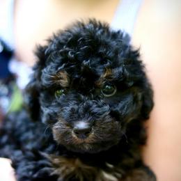 Mr. Bennett - male Bernedoodle puppy in Paoli, Indiana from Brambleberry Doodles