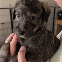 Girl 3 - female Lurcher puppy in St. Charles, Illinois from Ashir Kennels