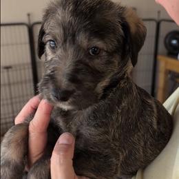 Girl 3 - female Lurcher puppy in St. Charles, Illinois from Ashir Kennels