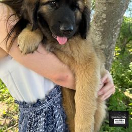 Leonberger Puppies from Bigfoot Leonberger Ranch