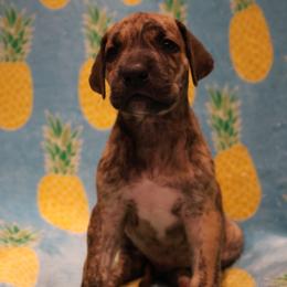 Brindle boy - Brindle male Great Dane puppy in New Jersey from White Pine Acres K9
