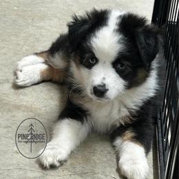Firefly - Black tri female Toy Australian Shepherd puppy in Bristow, Iowa from Pine Ridge Toy and Mini Aussies