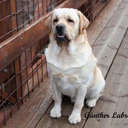 Waffles - Yellow male Labrador Retriever puppy in Utah County, Utah from Günther Labradors