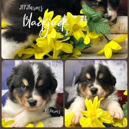 1 Blackjack, BTM - Black tri-color male Australian Shepherd puppy in Huntington, Texas from JKKJ Farms, LLC