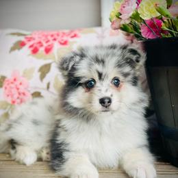 Chex - Merle male Pomsky puppy in Greenville, South Carolina from Thicketty Mountain Pomskies