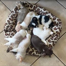 Chihuahua Puppies from Keljim's Chihuahuas