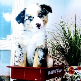 Great Danes and Miniature Australian Shepherds from All Champions Mini Aussies & ABW Great Danes