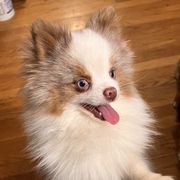 Ricky - Pomeranian