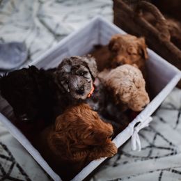Aussiedoodle and Bernedoodle Puppies from High Desert Doodles